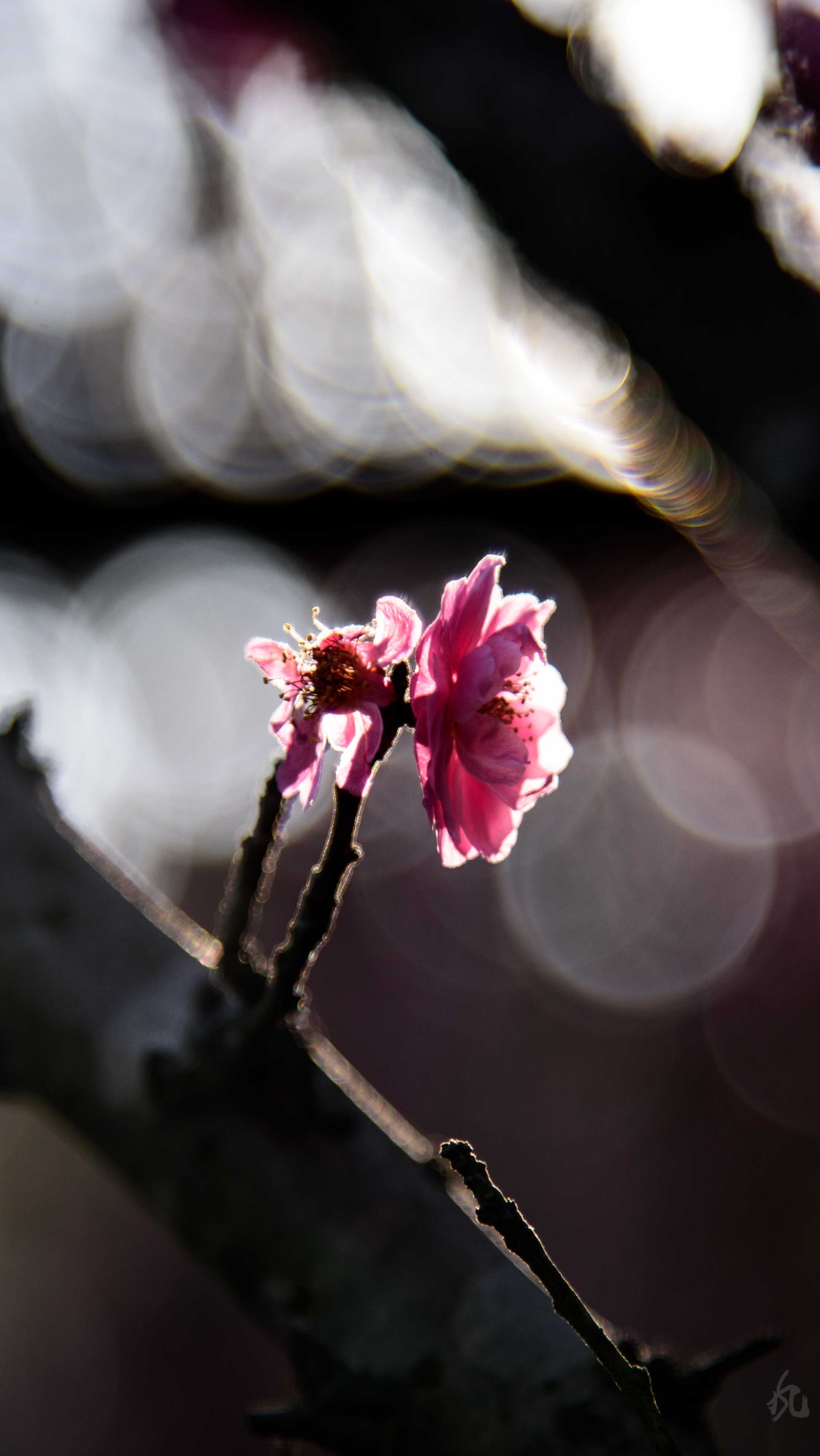 DSC_9281.jpg