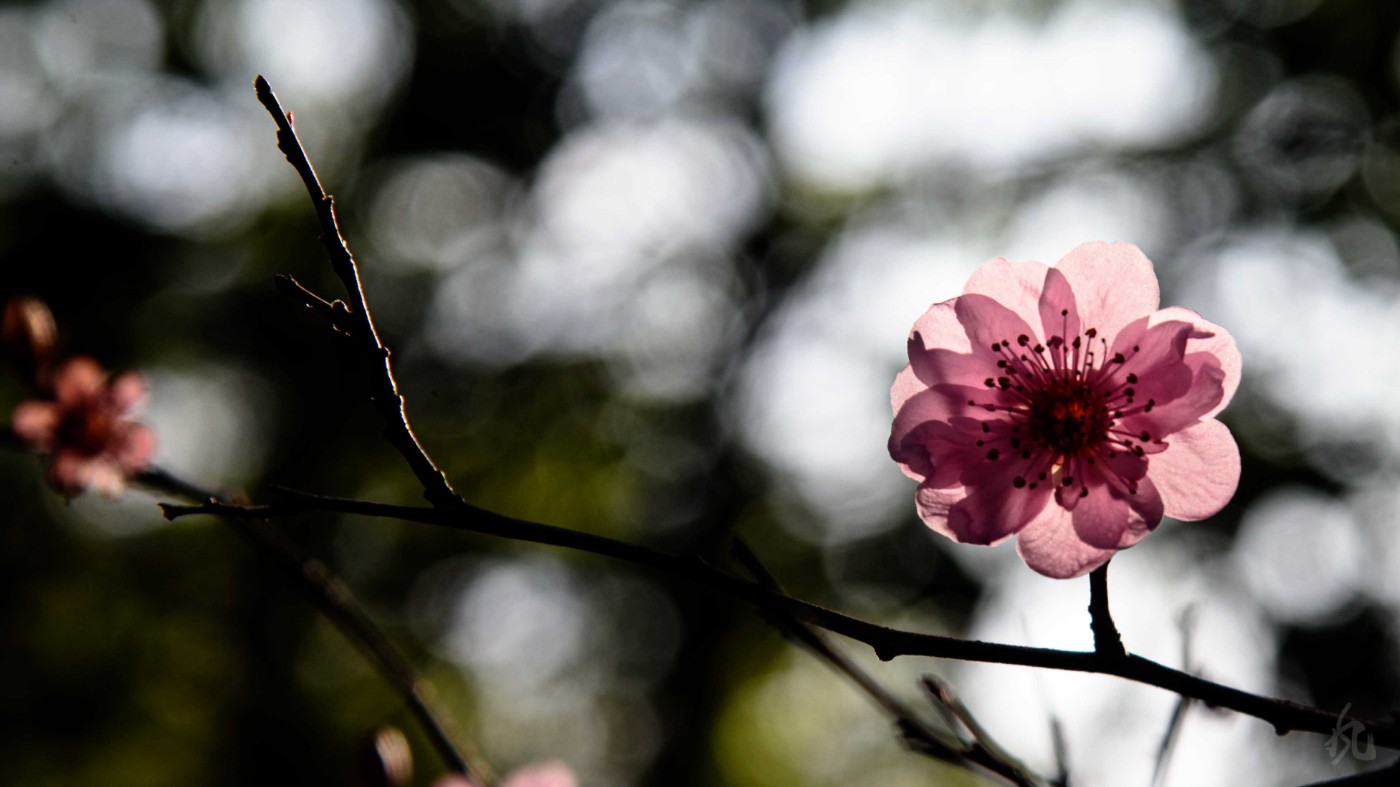 DSC_9327.jpg