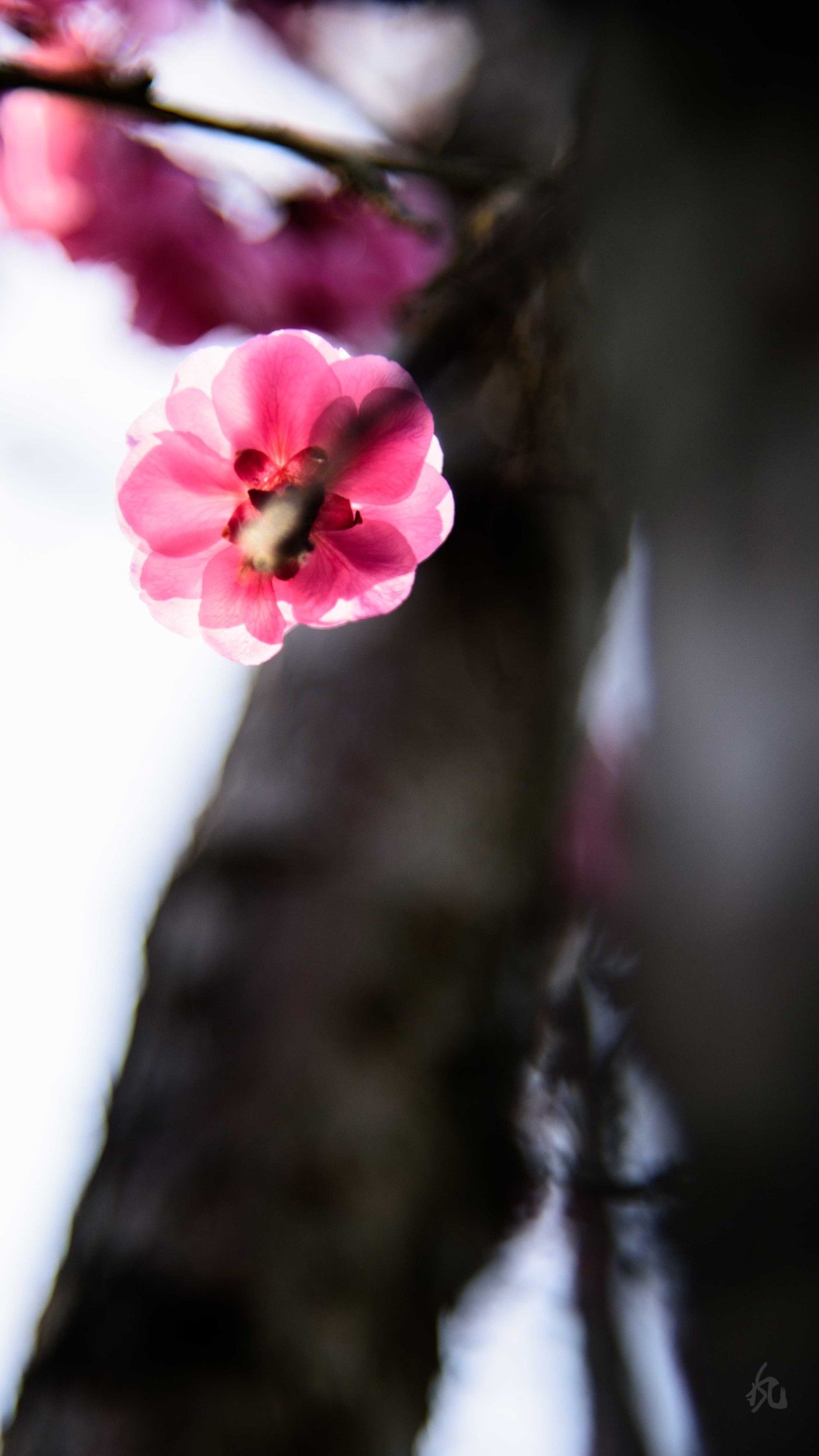 DSC_9283.jpg
