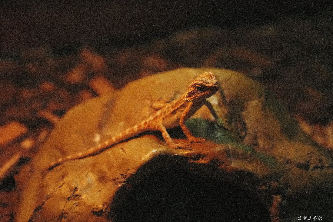 DSC00011_����.jpg
