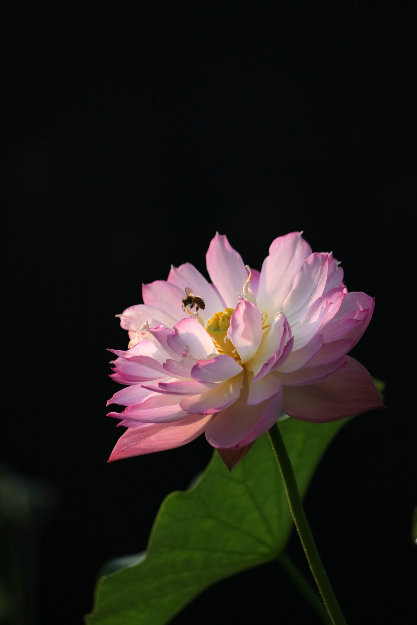 IMG_6774.JPG