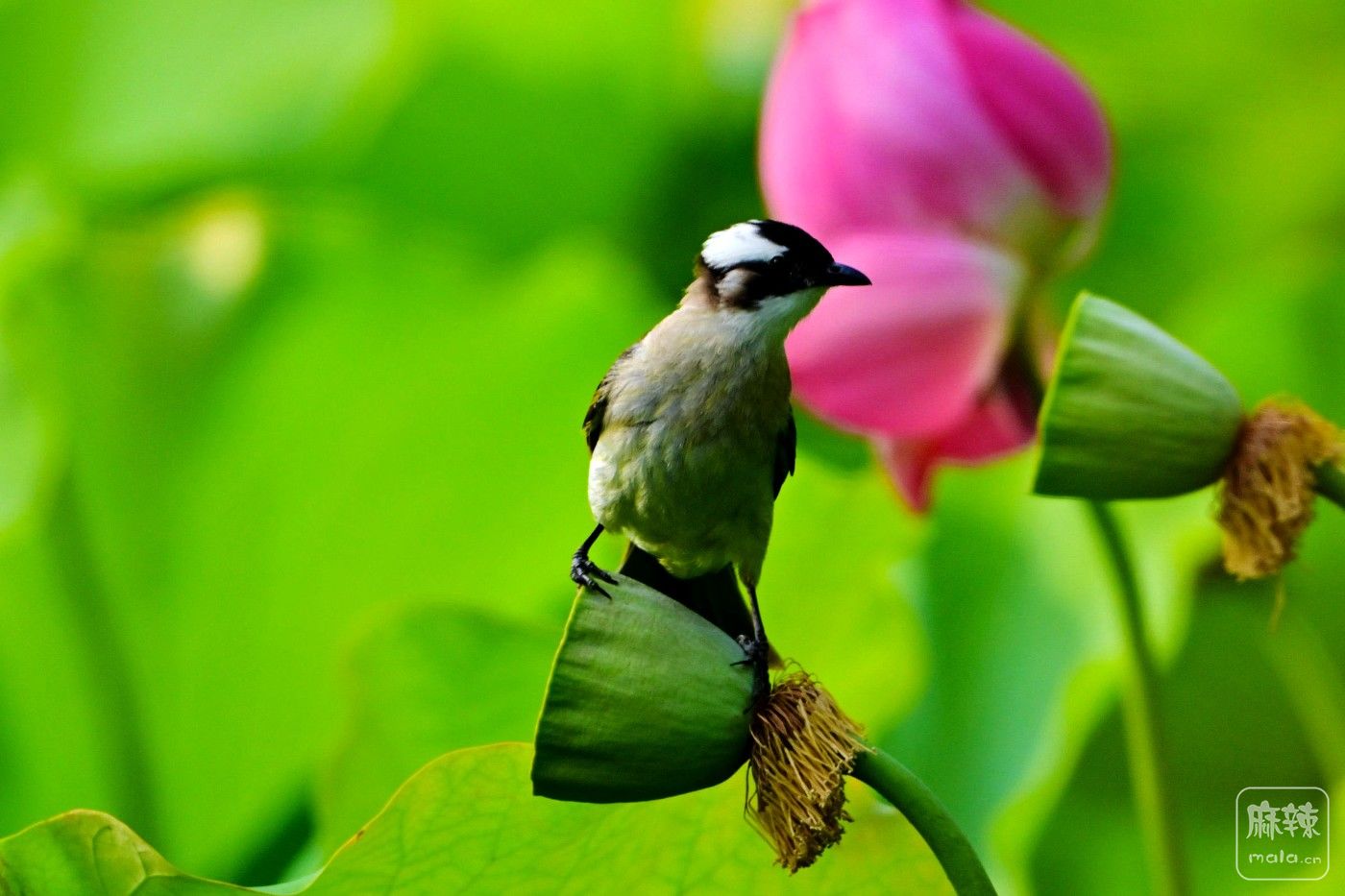 DSC_2012.JPG