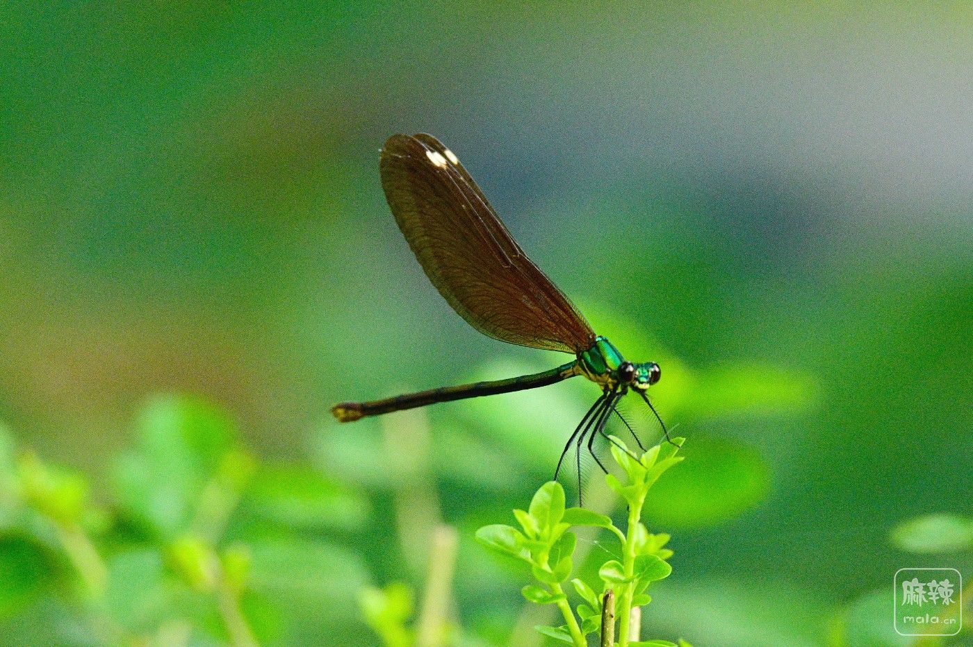 DSC_0694.JPG