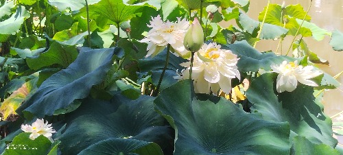 IMG_20260722_121024.jpg