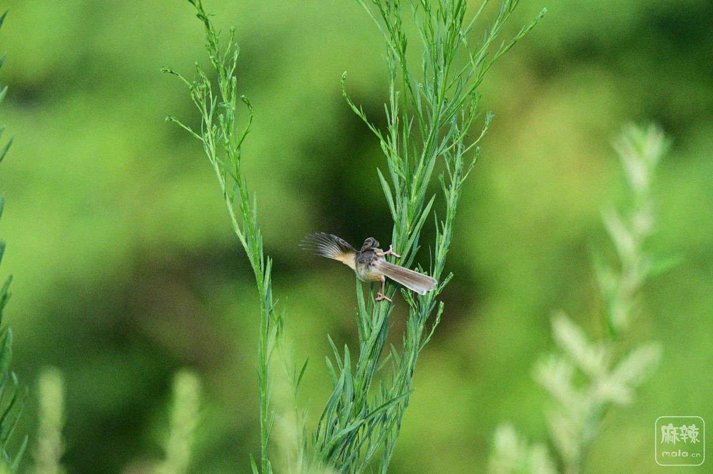DSC_0730.JPG
