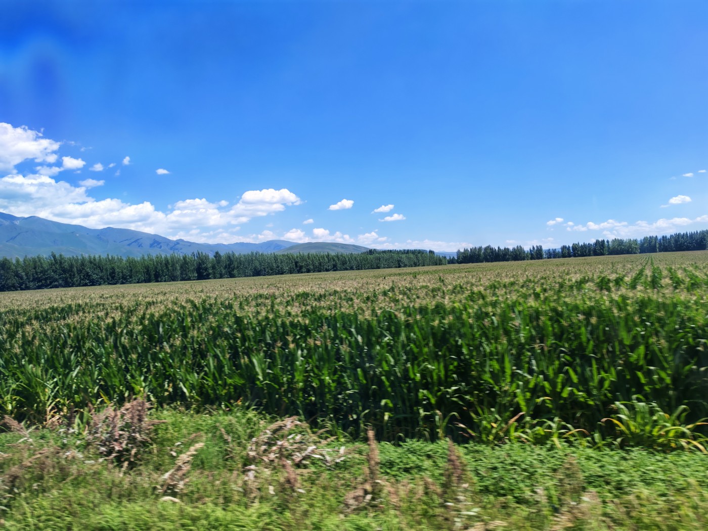 IMG_20260717_142611.jpg