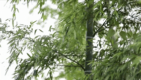 mmexport6e0b52950f129b2486e69cc95dd96442_1757719003276.gif