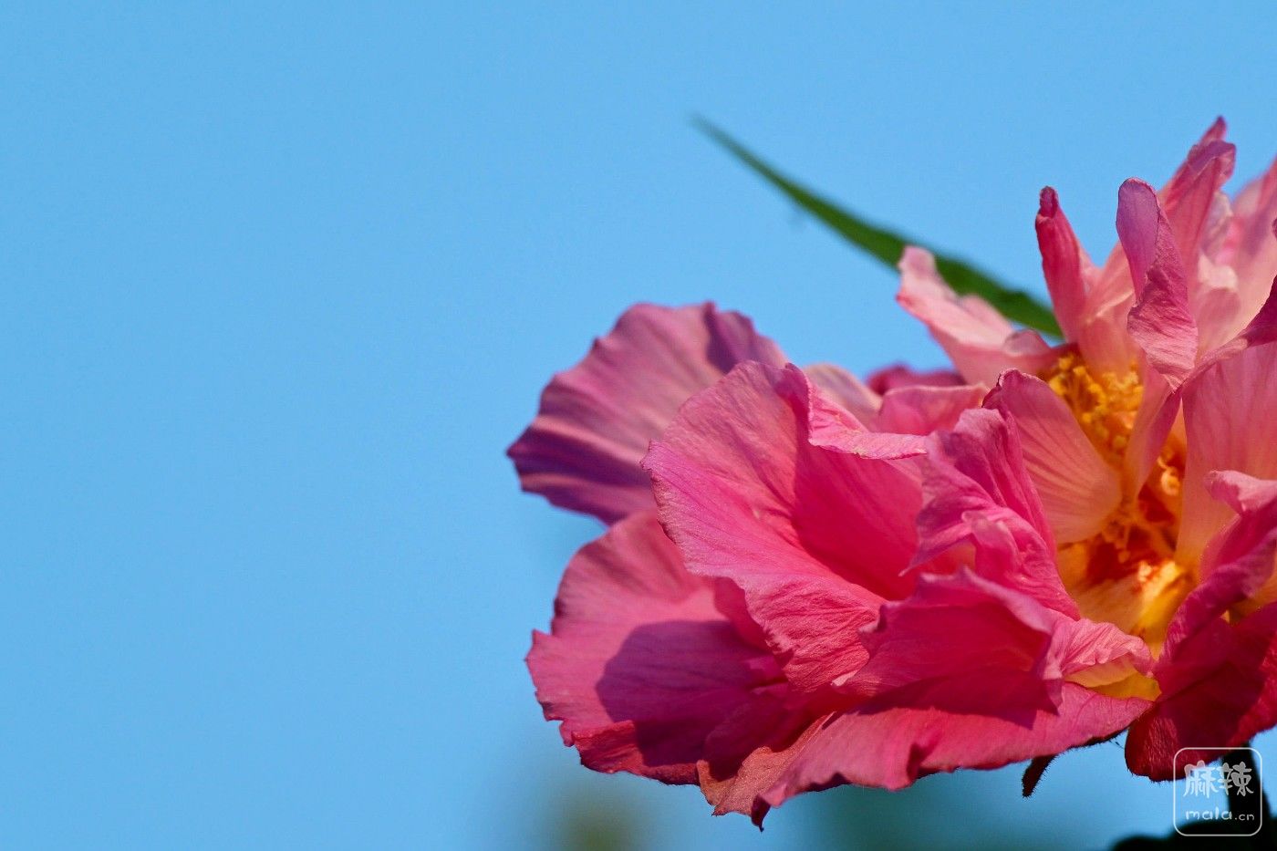 DSC_1003.JPG