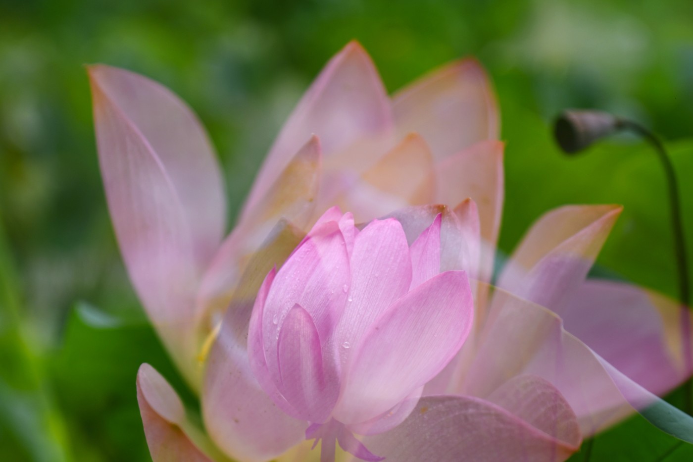 DSC_3010.JPG