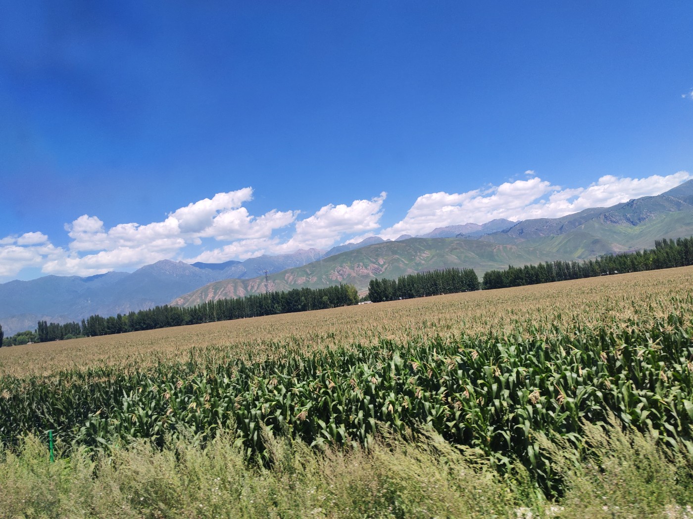 IMG_20260717_143022.jpg