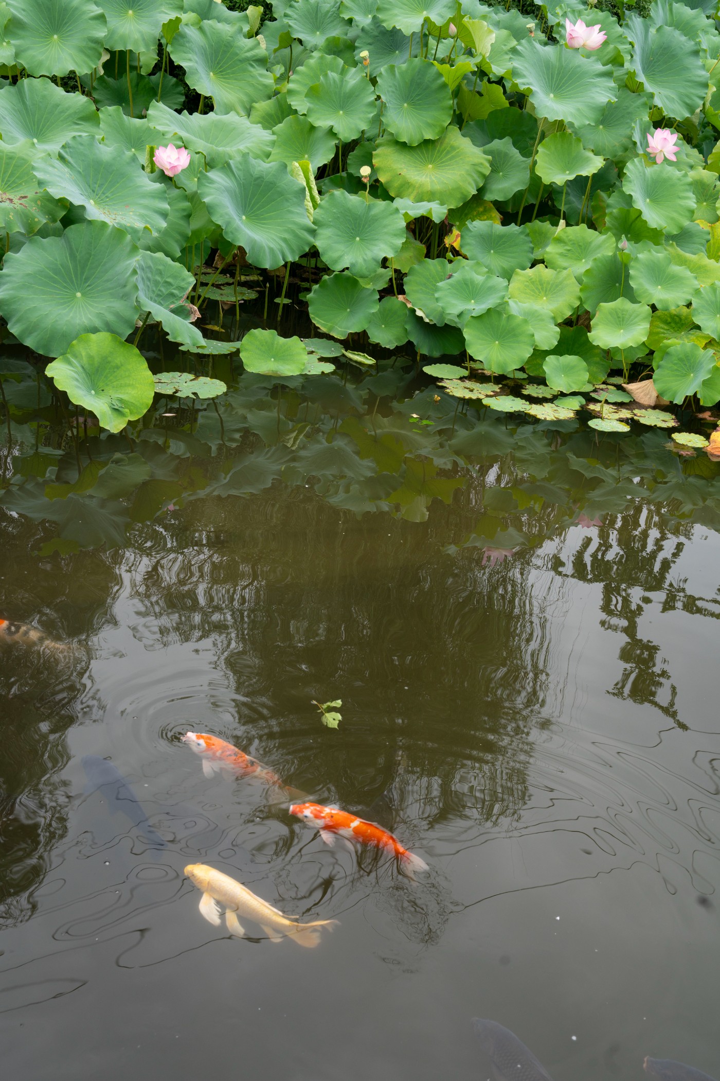 DSC09565.jpg