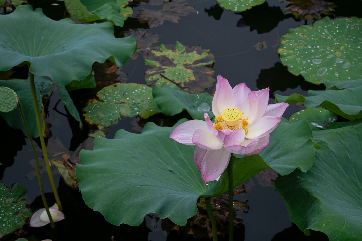 DSC09585.jpg