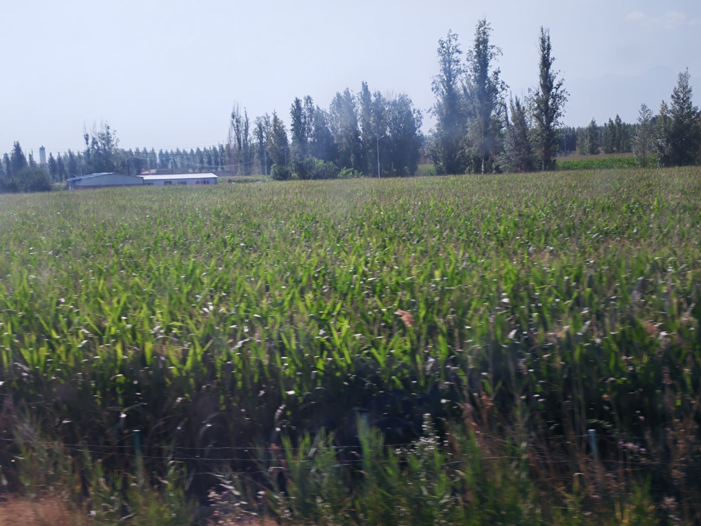 IMG_20260719_105544.jpg