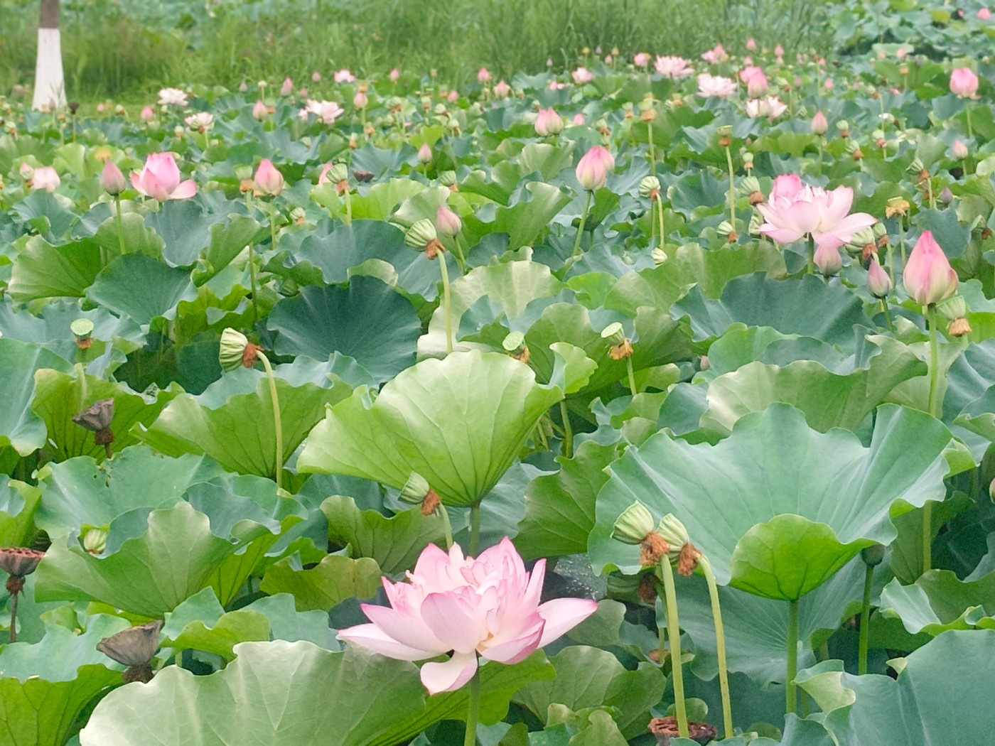 IMG_20260801_152014.jpg