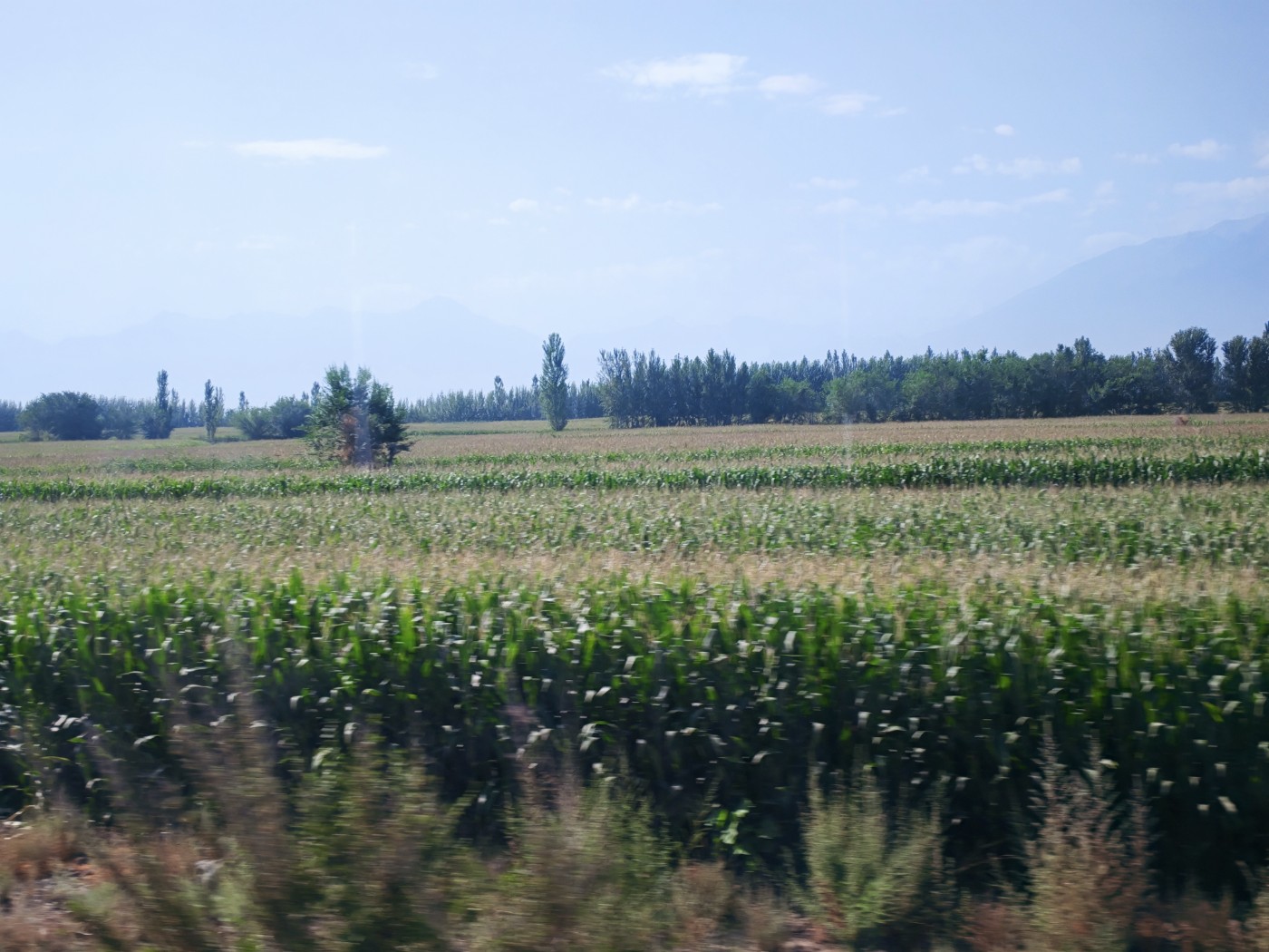 IMG_20260719_110050.jpg