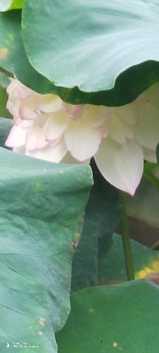 IMG_20260801_084830.jpg