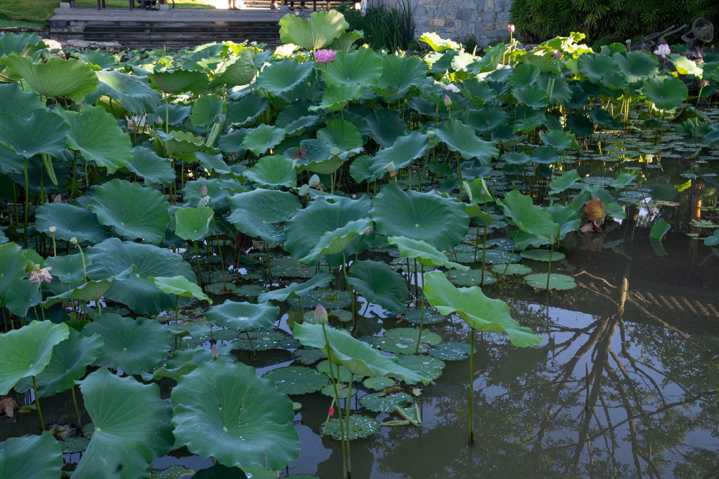 DSC09705.jpg