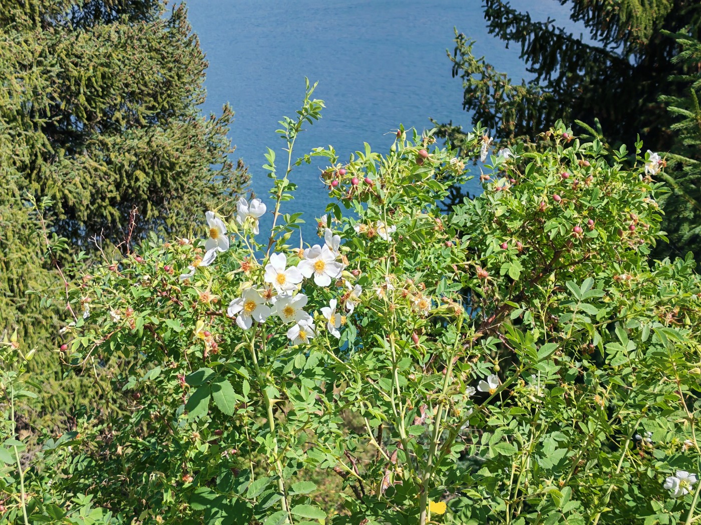 IMG_20260720_163854.jpg