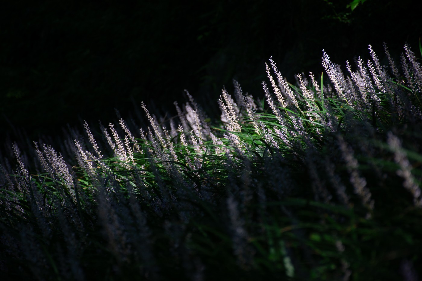 _DSC9279.jpg
