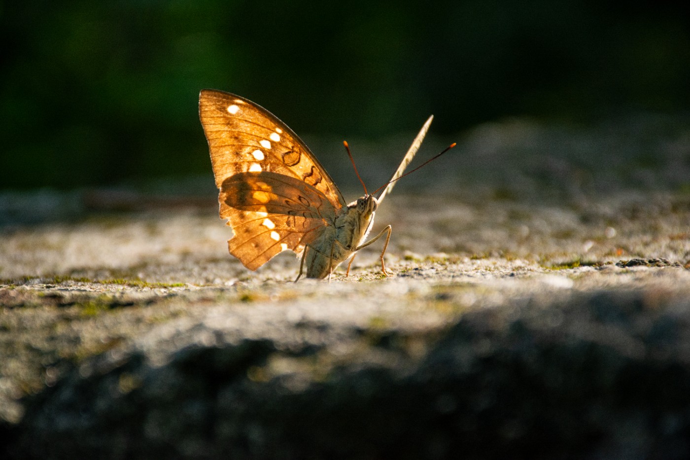 _DSC9343.jpg