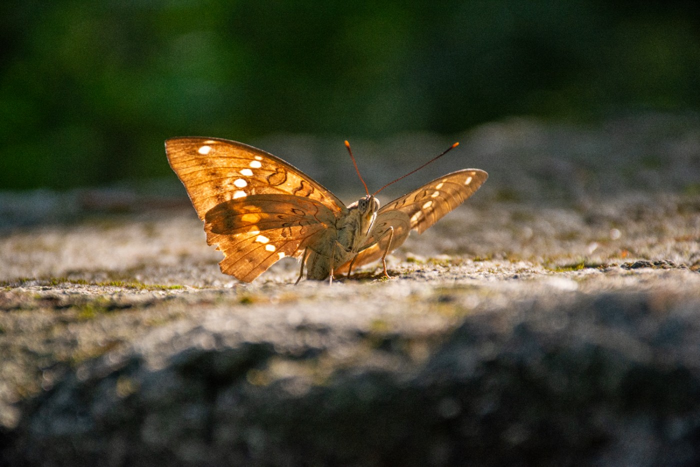 _DSC9344.jpg