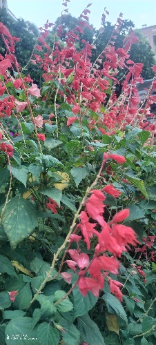 IMG_20260809_190423.jpg