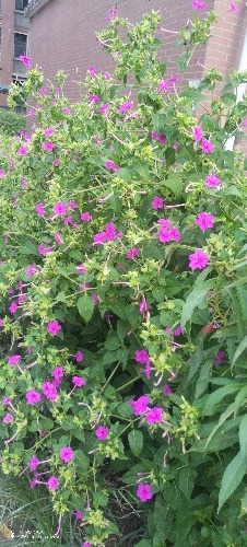 IMG_20260809_190629.jpg