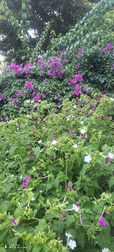 IMG_20260809_190256.jpg