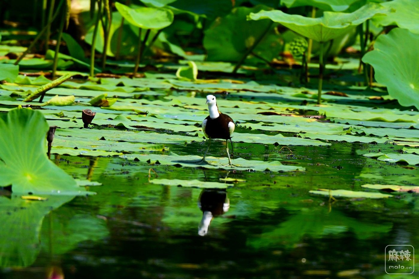 DSC_4234.JPG