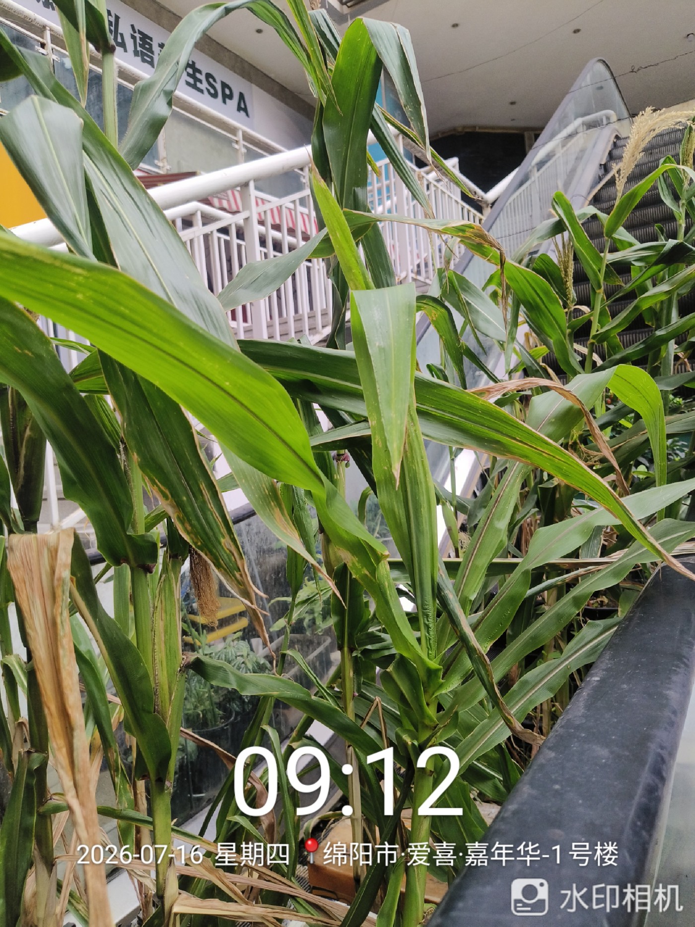 ΢��ͼƬ_20260717124501.jpg