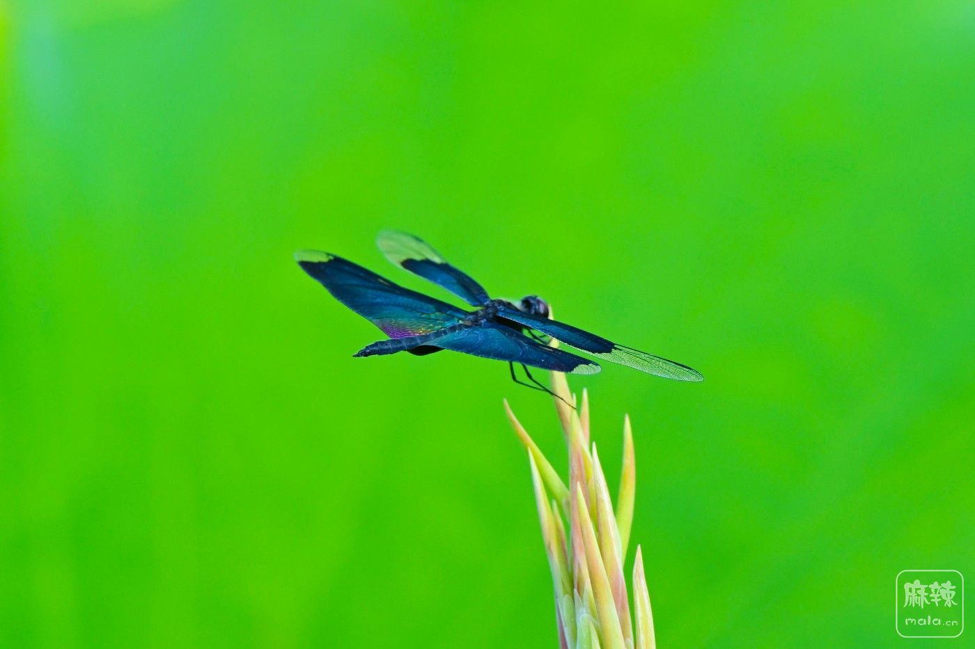 DSC_3953.JPG