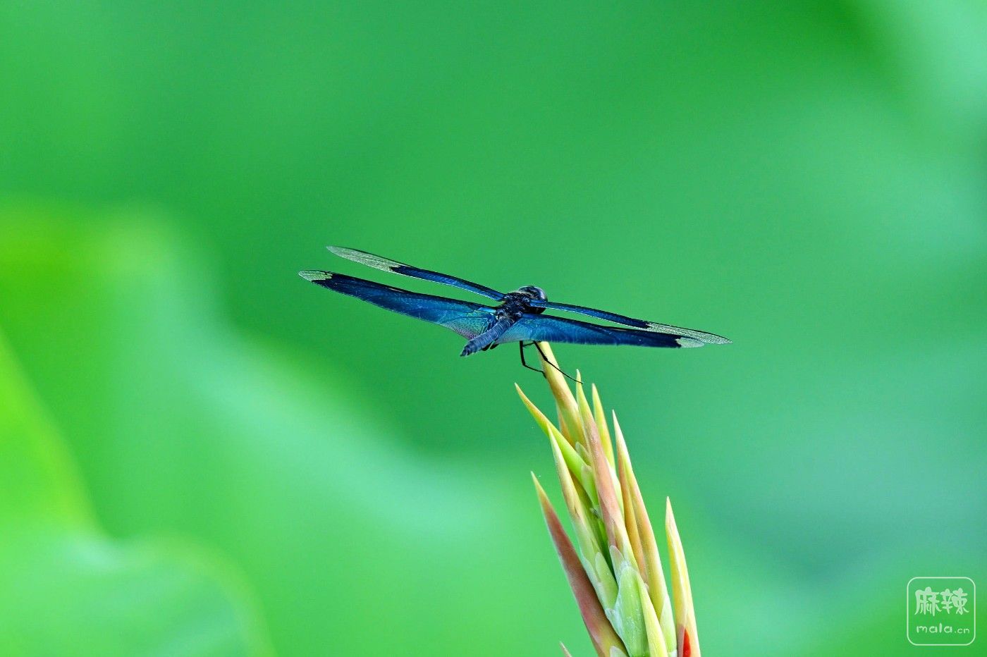 DSC_3941.JPG