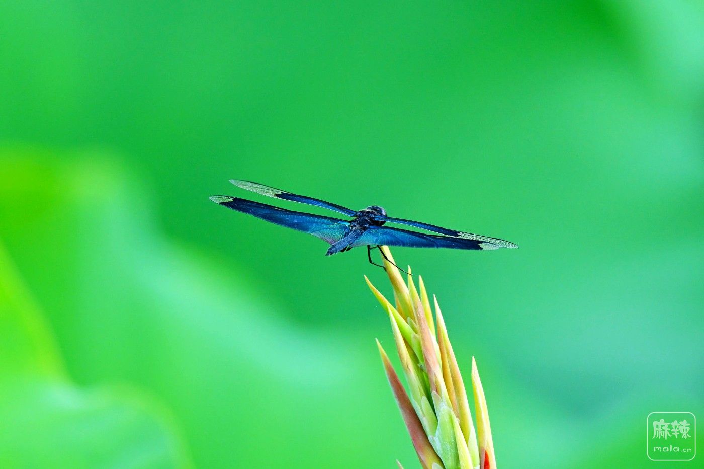 DSC_3942.JPG