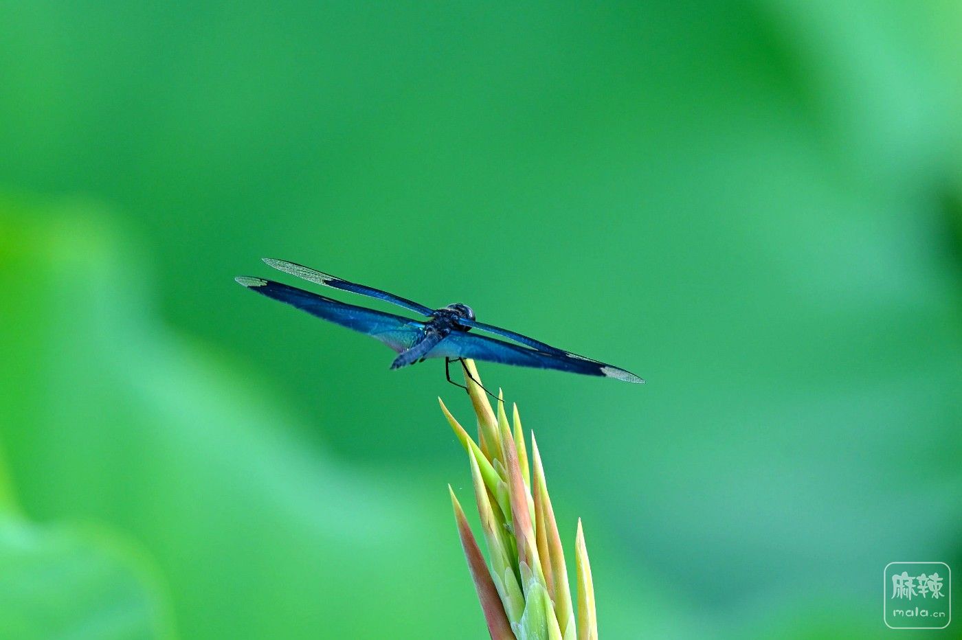 DSC_3948.JPG