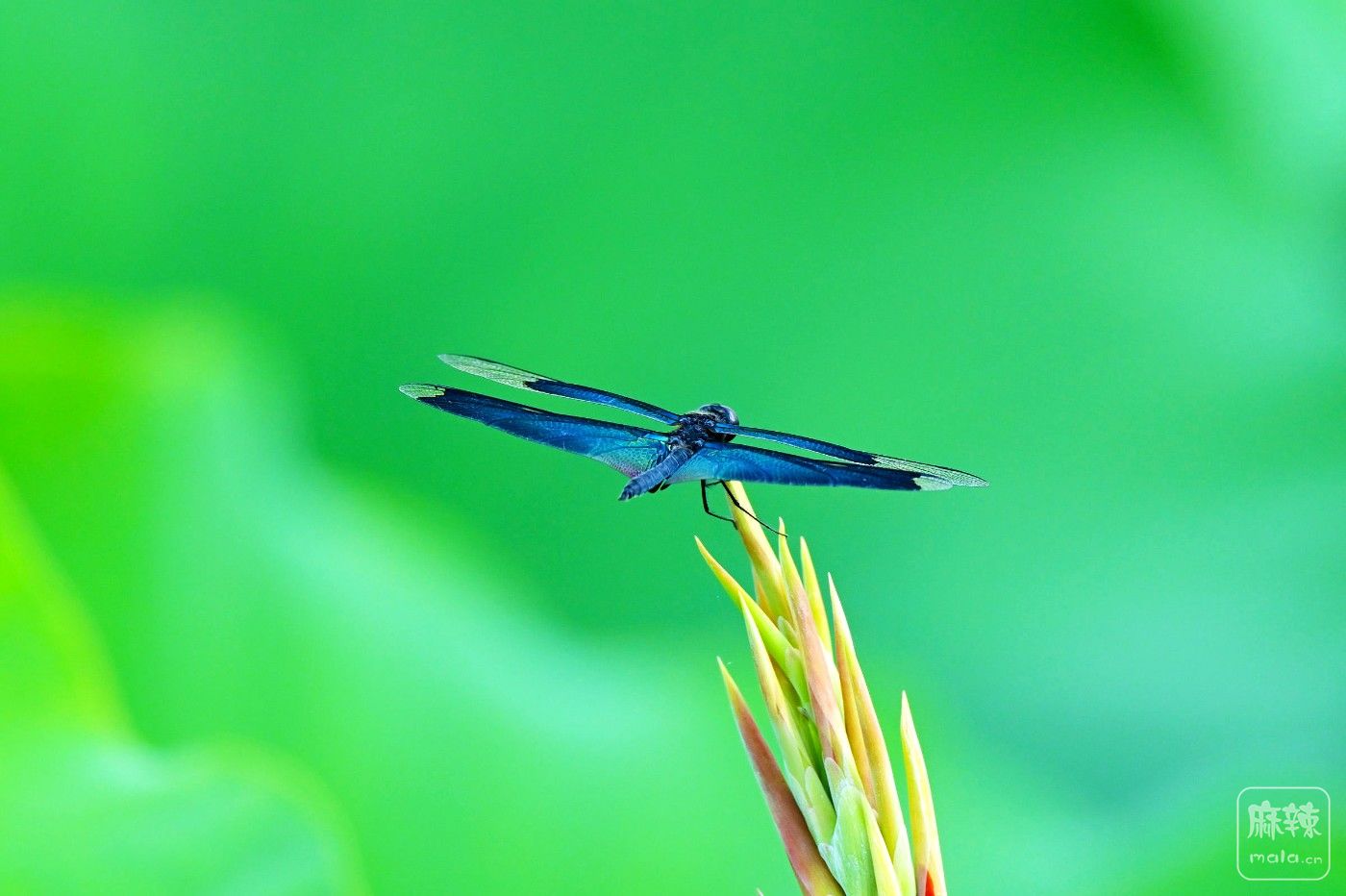 DSC_3944.JPG