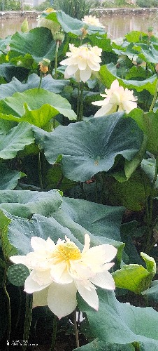 IMG_20260811_115820.jpg