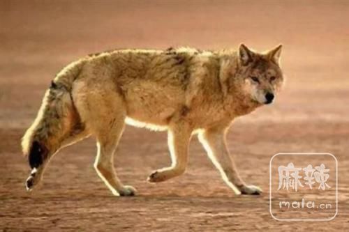 jpg