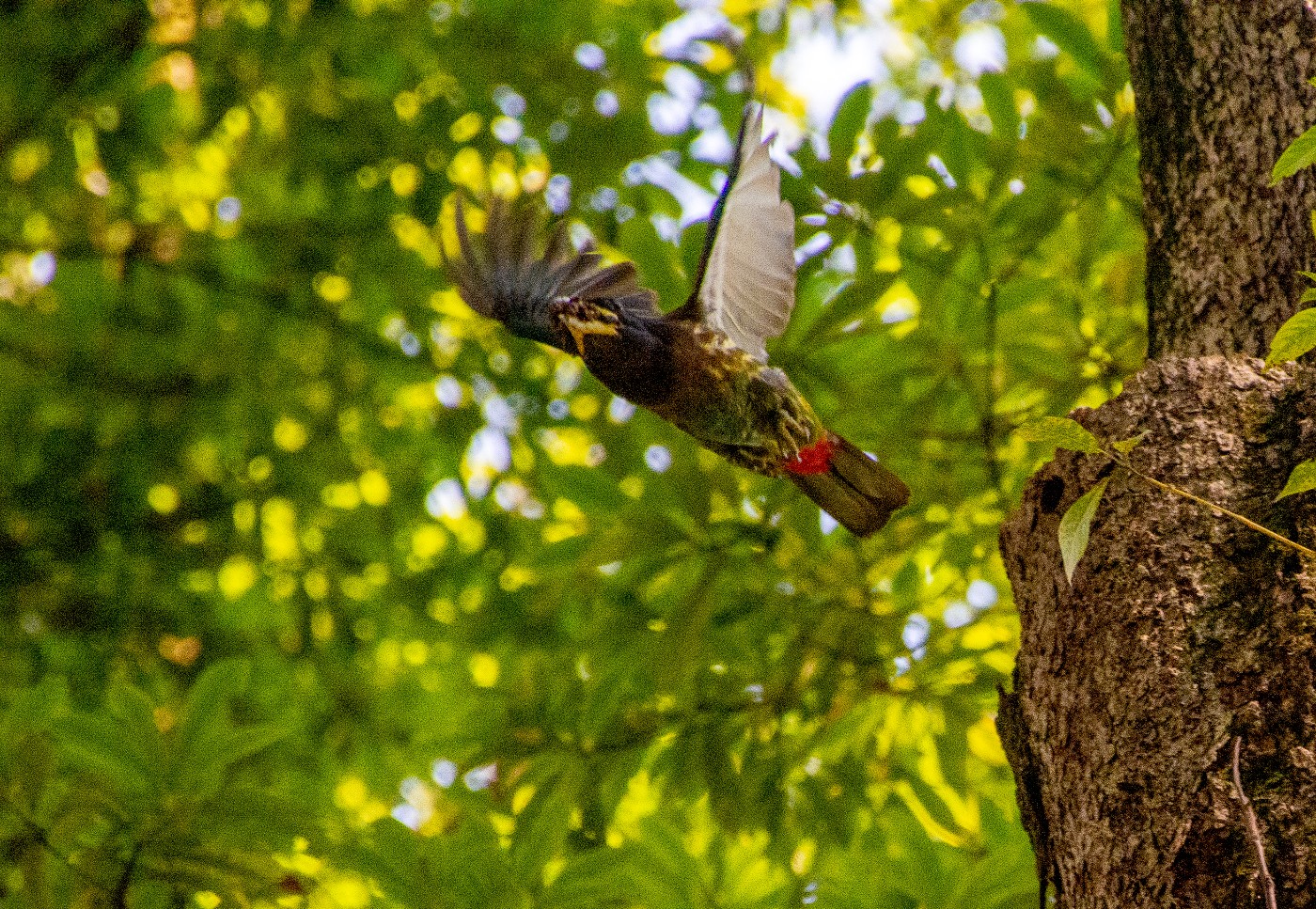 _DSC9514.jpg