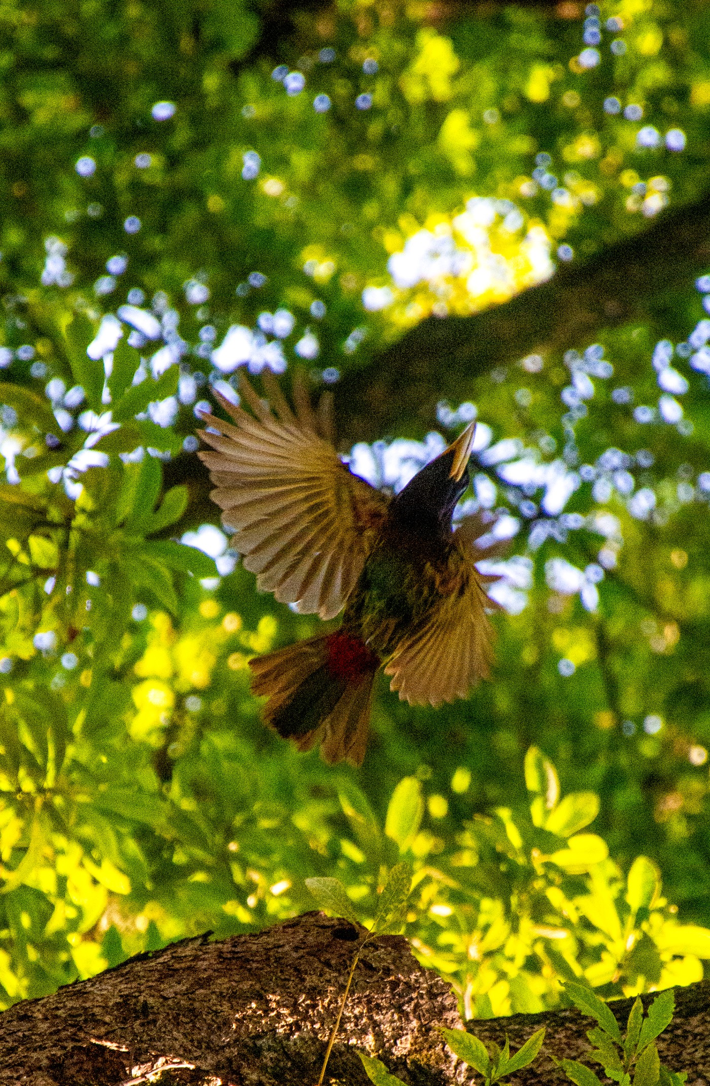 _DSC9512.jpg