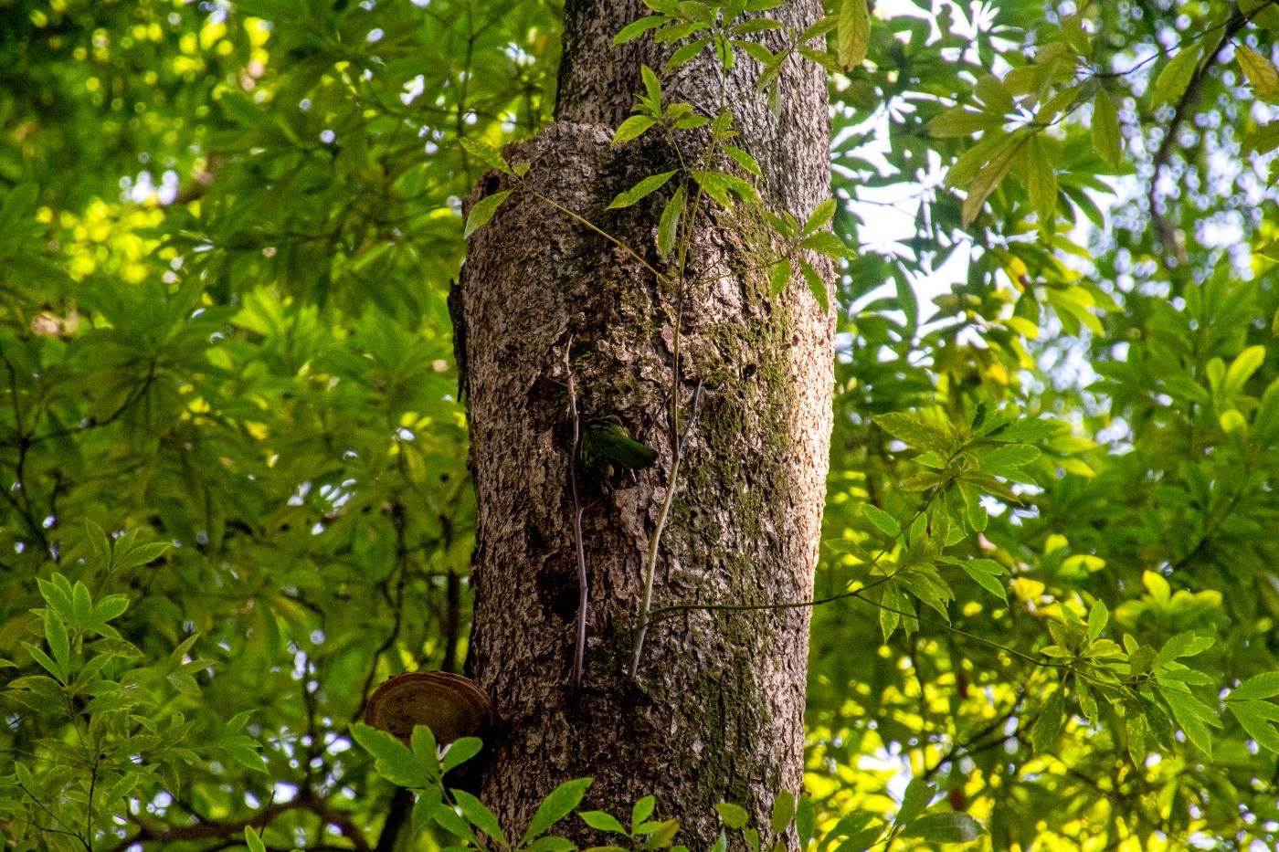 _DSC9531.jpg
