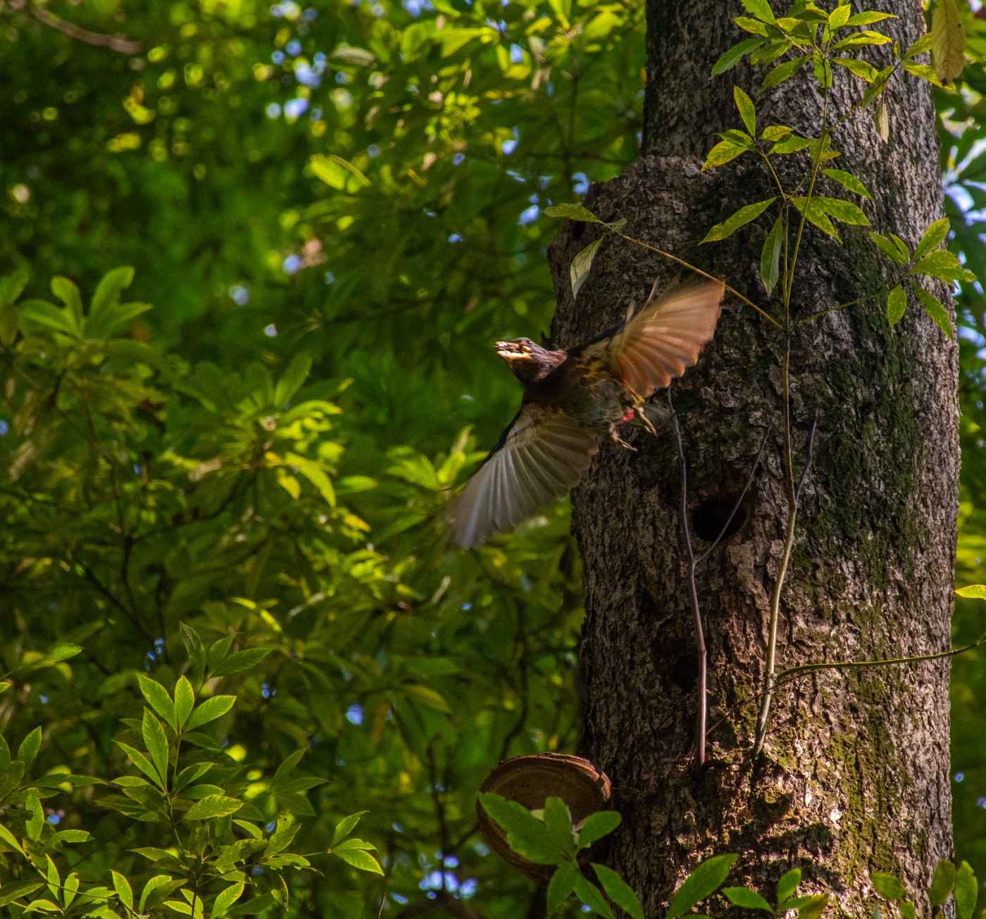 _DSC9705.jpg