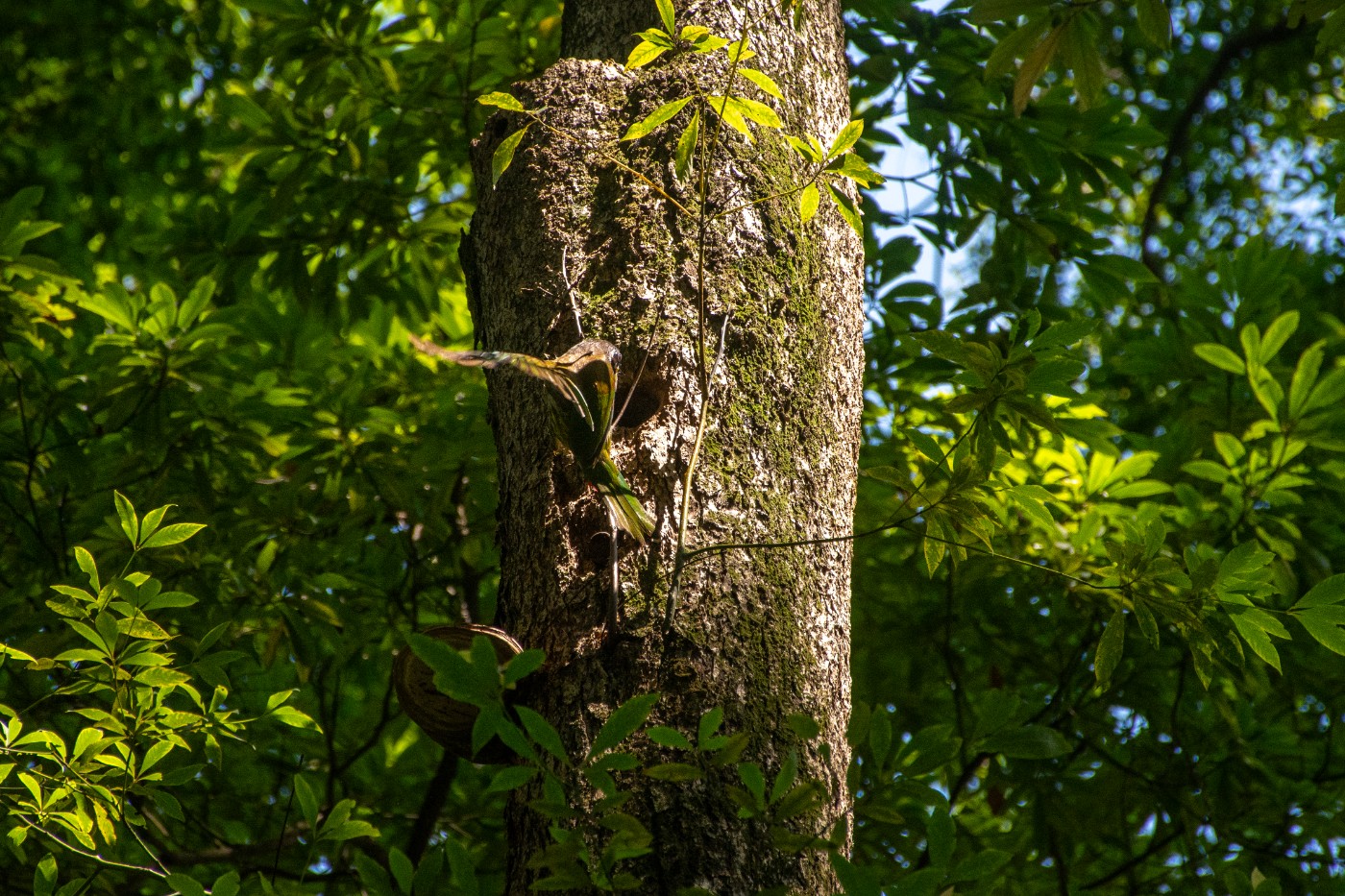 _DSC9880.jpg