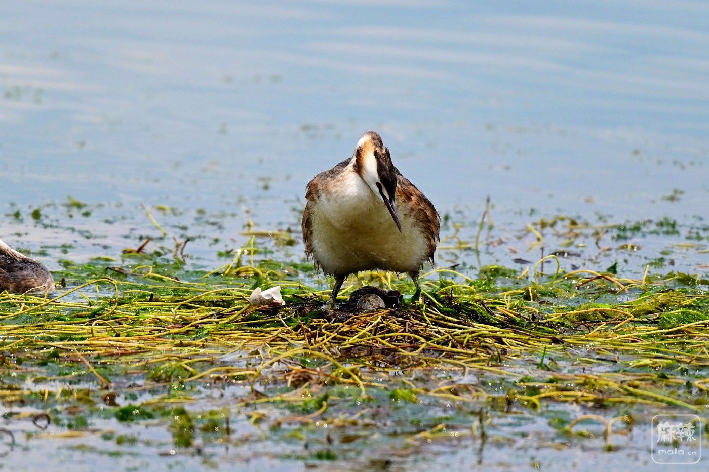 DSC_4606.JPG