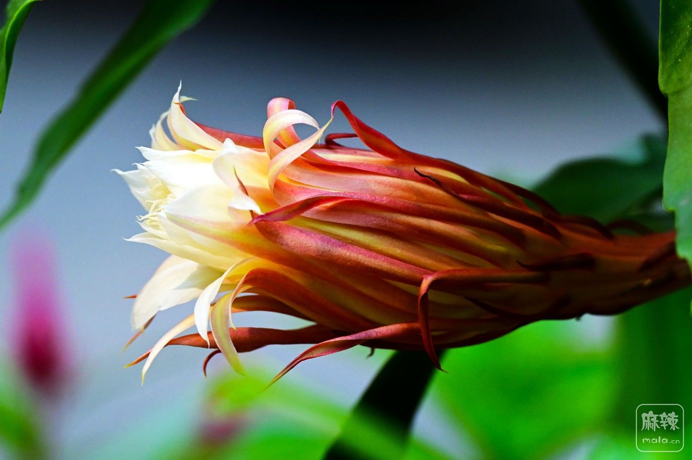 DSC_5387.JPG