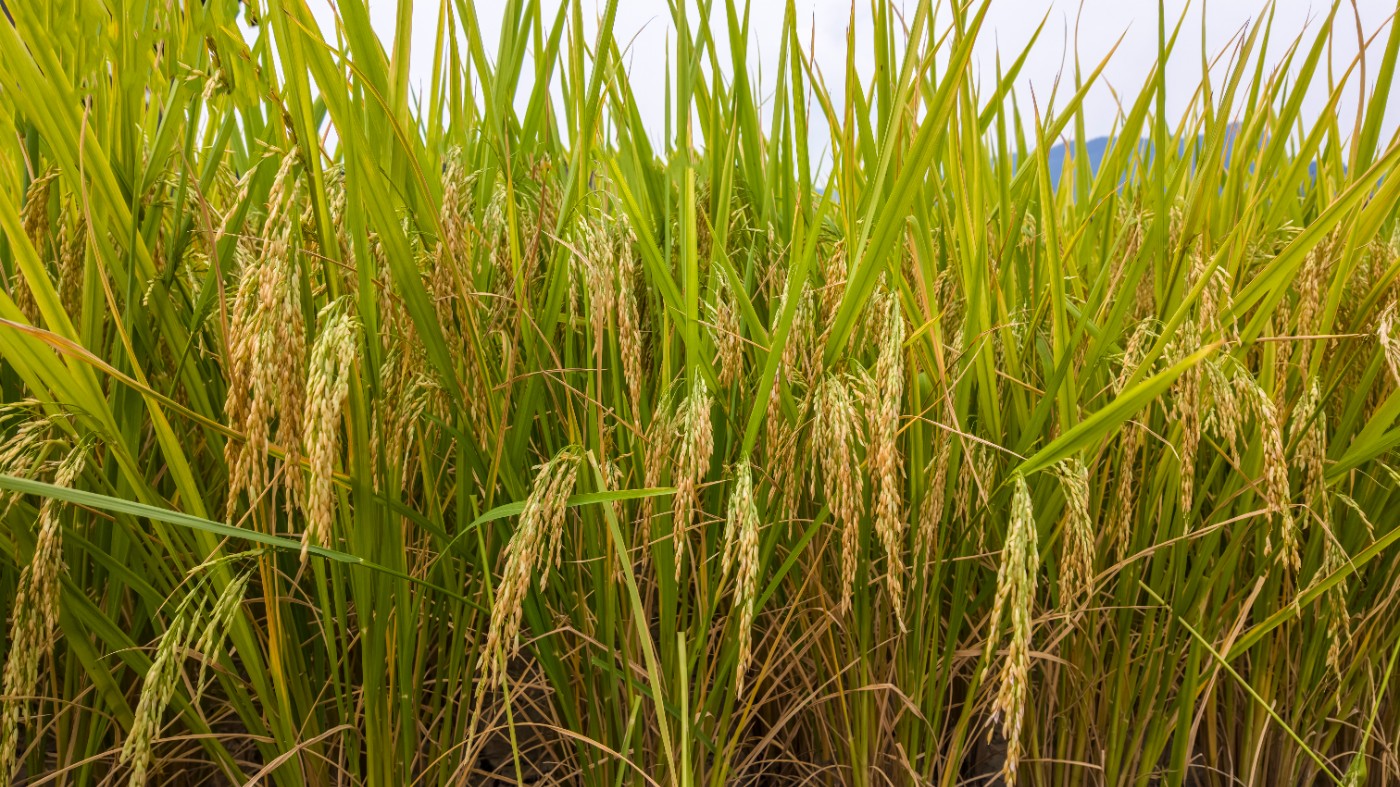 2.JPG
