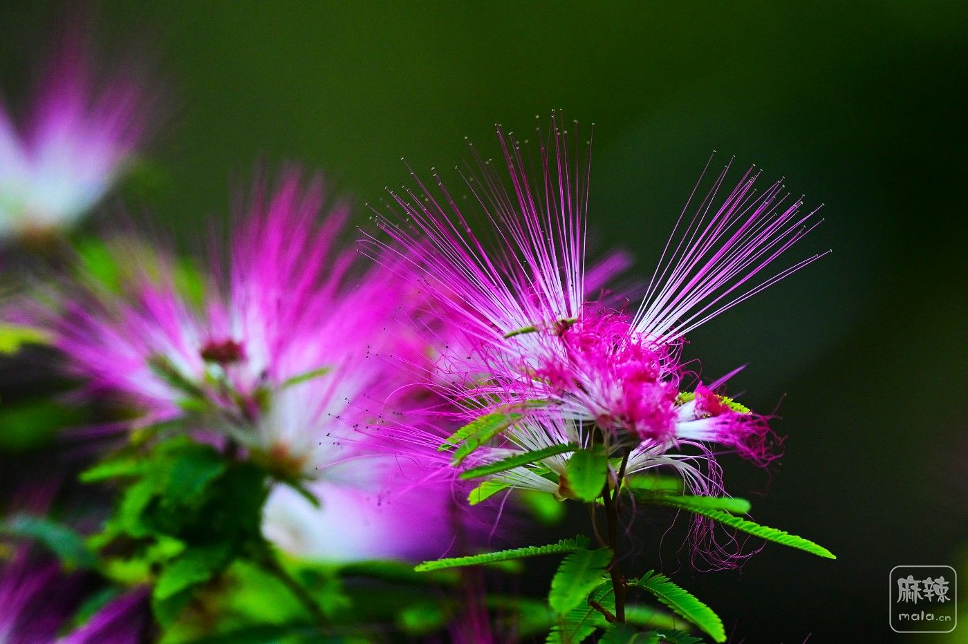 DSC_4752.JPG