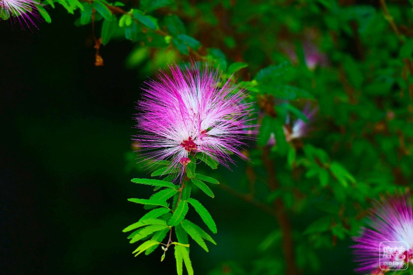 DSC_4774.JPG