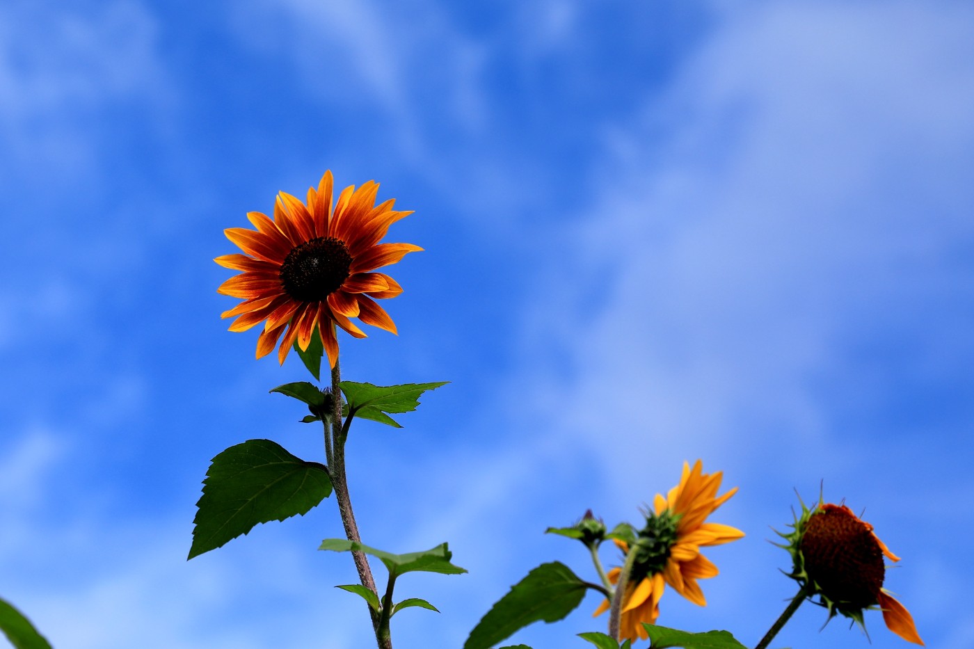 0F5A8953.JPG