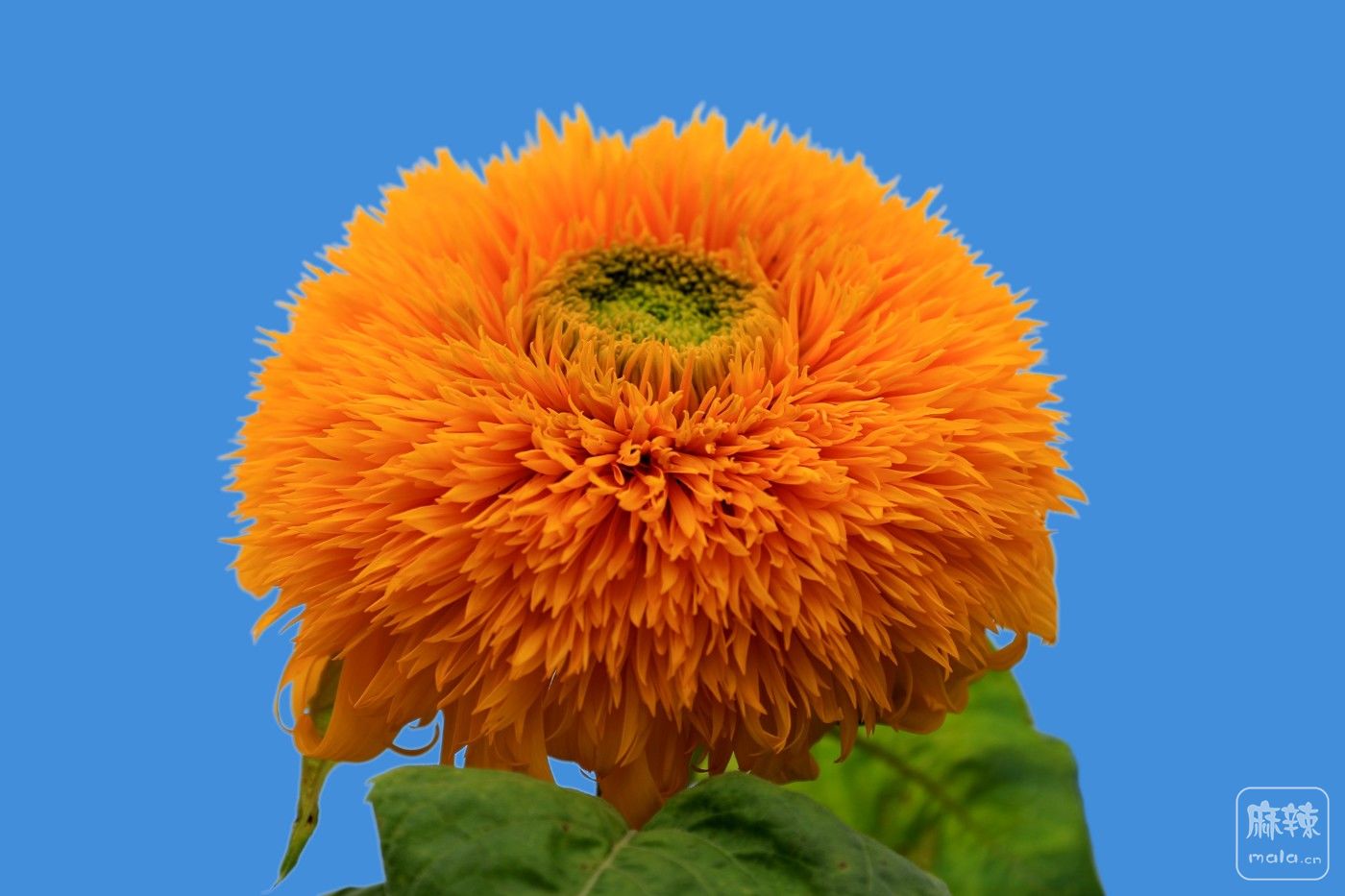 0F5A8532.JPG