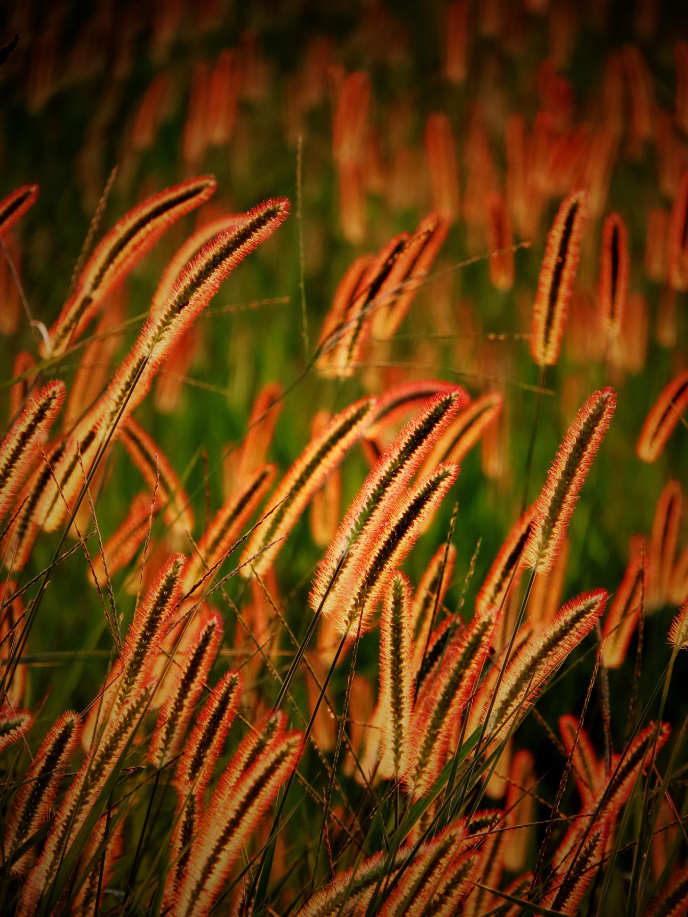 IMG_6500.JPG